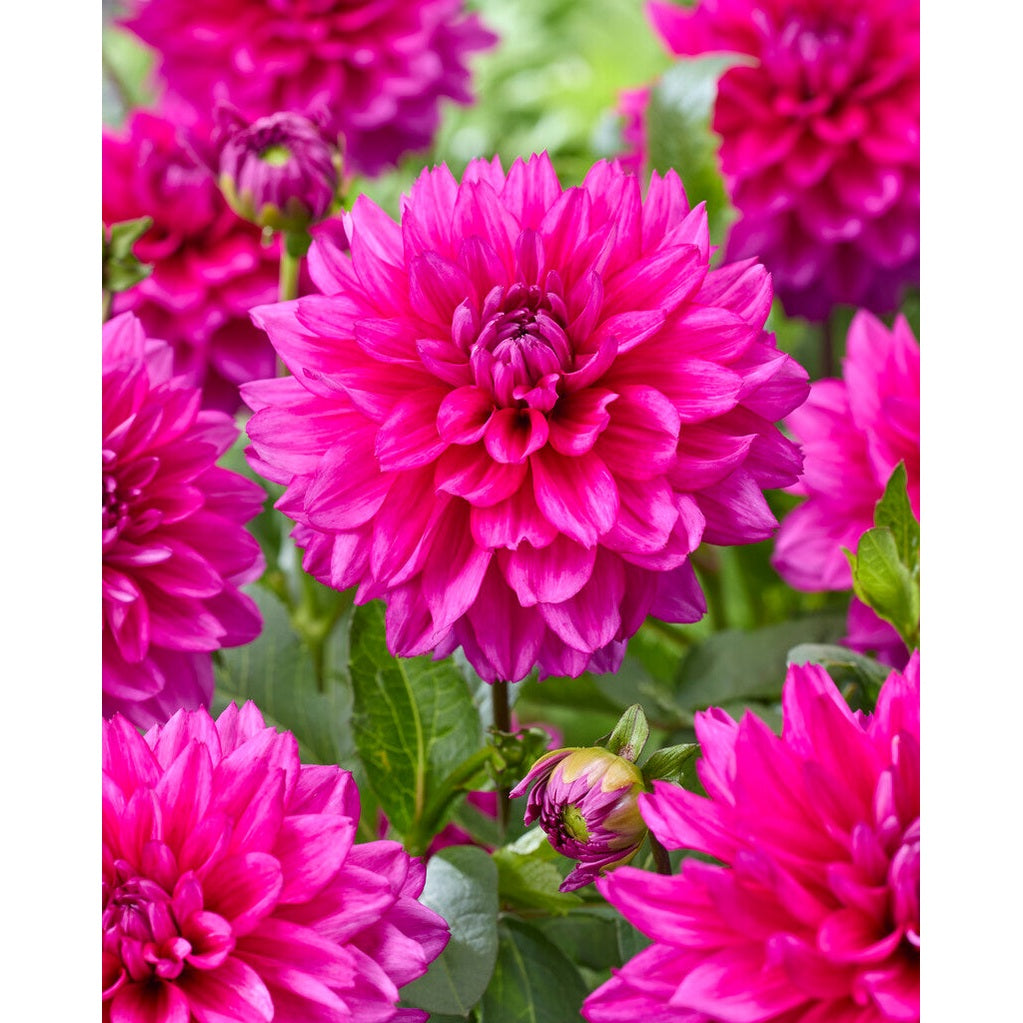 Dahlia Fuchsia Charm pompon 1-pack NYHET