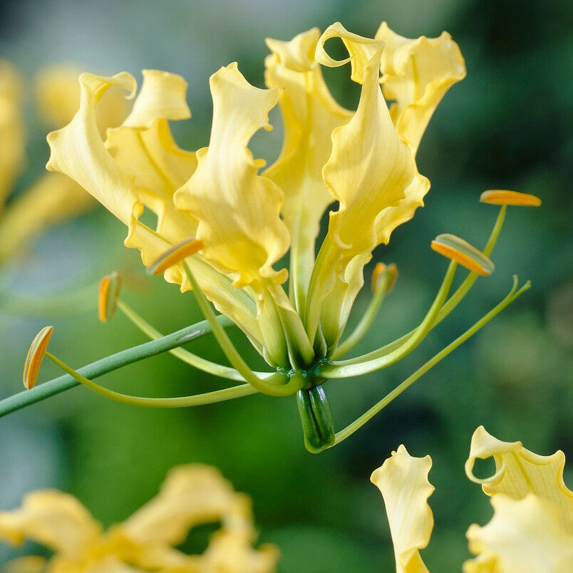 Klatrelilje-Gloriosa Lutea 1-pakning