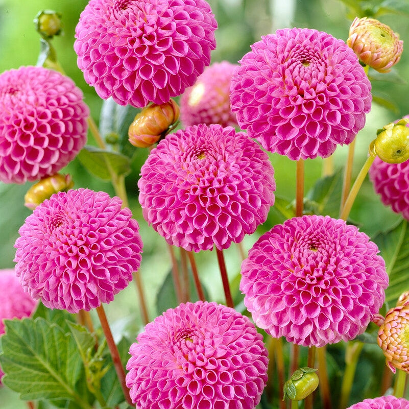 Dahlia Pompon Franz Kafka 1-pakning
