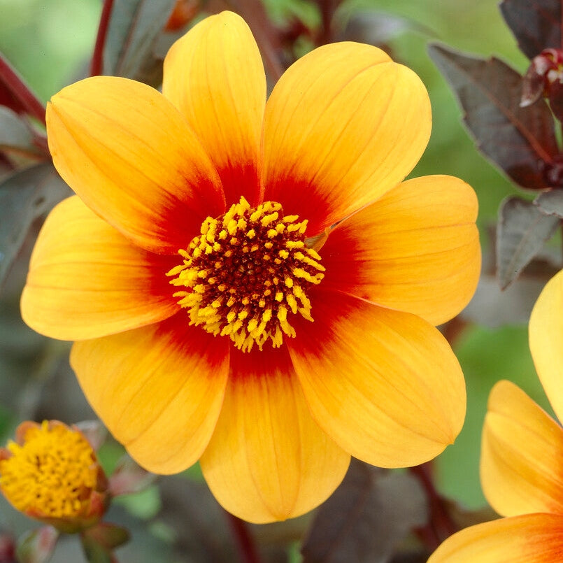 Dahlia Special Mignon Sunshine 1-pakke