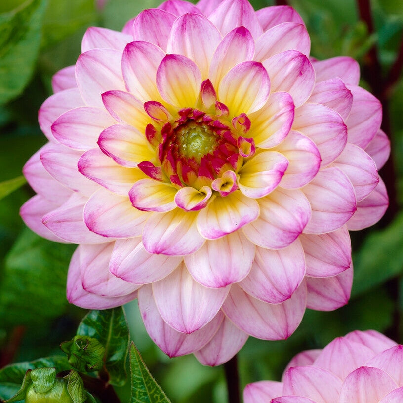 Dahlia Boll El Paso 1-pakke