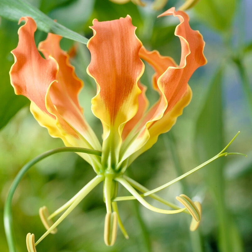 Klatrelilje-Gloriosa Superba 1-pakning