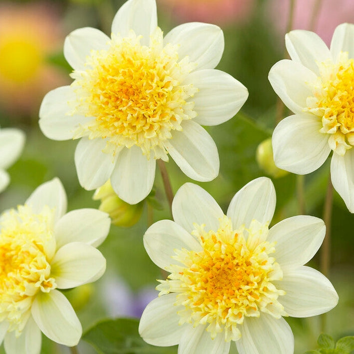 Dahlia Toto Anemone 1-pakning