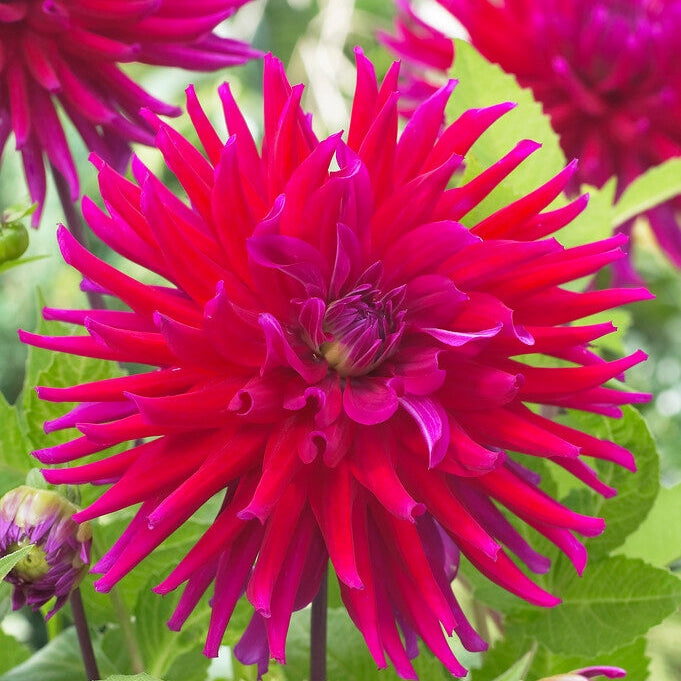 Dahlia Cactus Orfeo 1-pakning