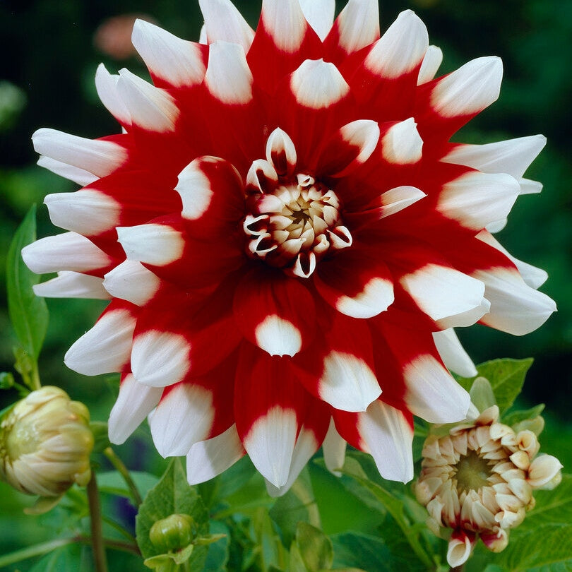 Dahlia Dekorativ Duet 1-pakning
