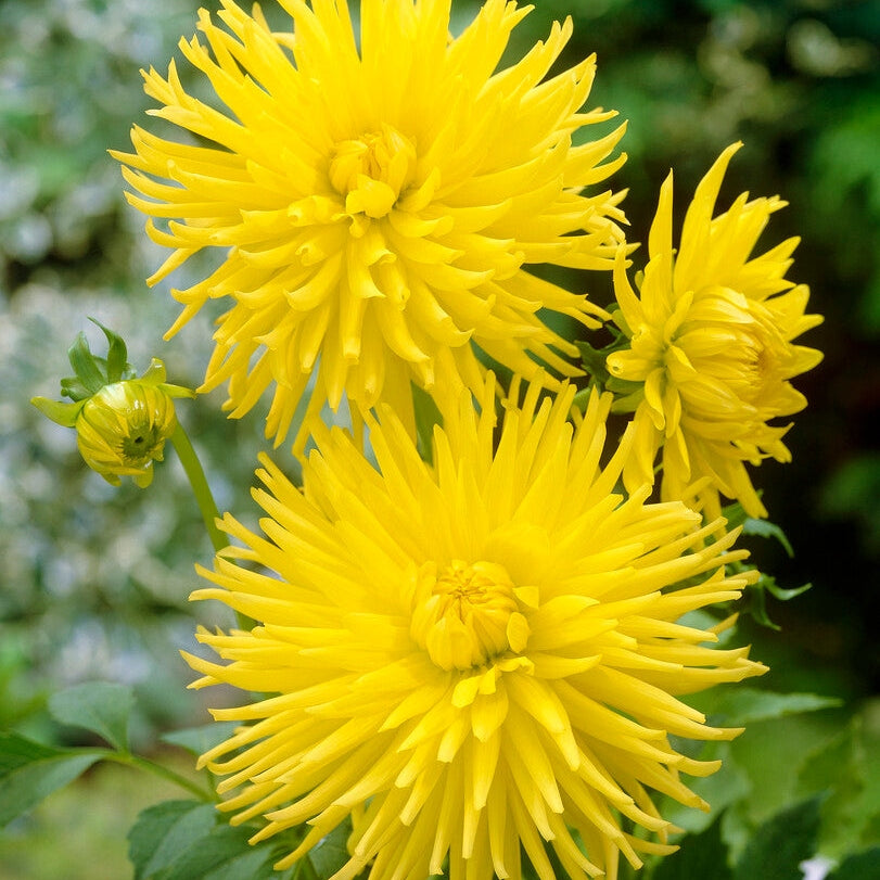 Dahlia Cactus Kennemerland 1-pakke