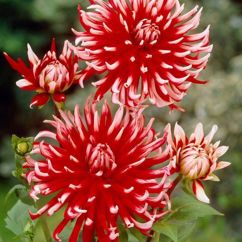 Dahlia Cactus Friquolet 1-pakning