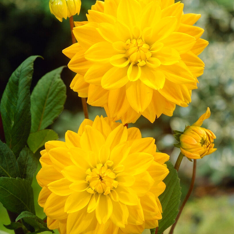 Dahlia Dekorativ Golden Emblem 1-pakning