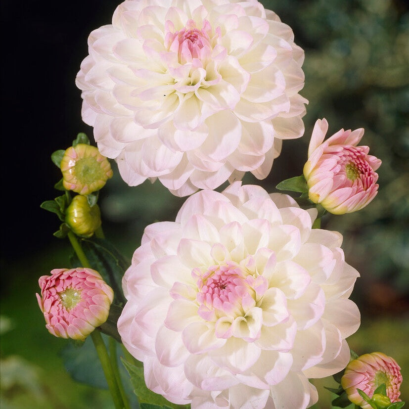 Dahlia Boll Eveline 1-pakning