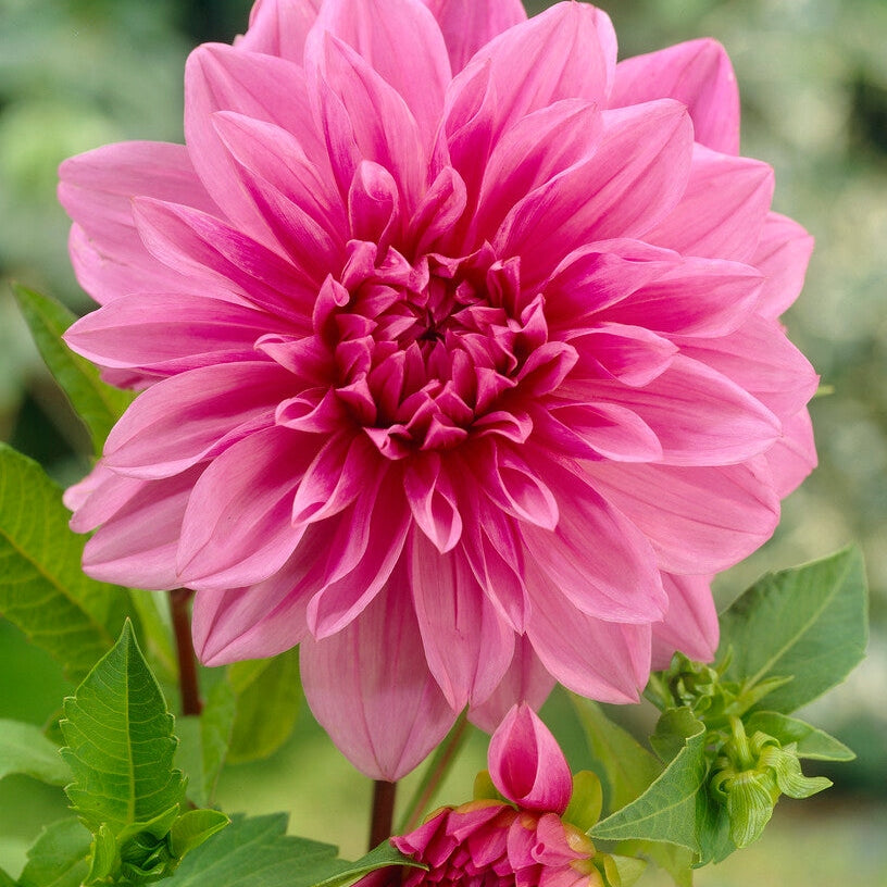 Dahlia Deorativ Lavender Perfection 1-pakke