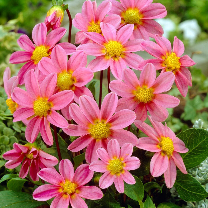 Dahlia Special Top Mix Pink 1-pakke