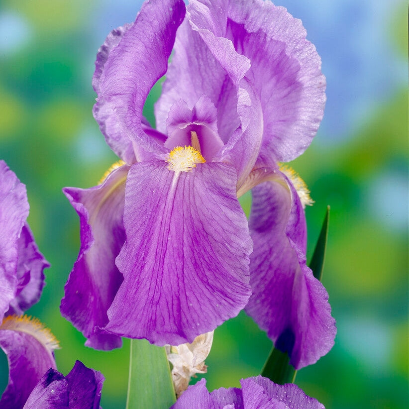 Tyskiris-Iris Germanica Florentina 1-pack