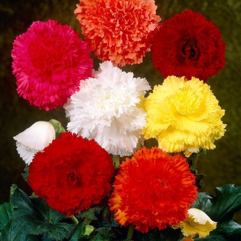 Begonia Fimbriata Mixed 3-pakning