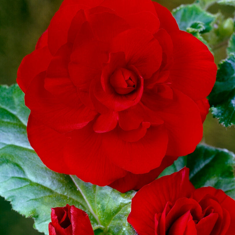 Begonia Double Red 3-pakning