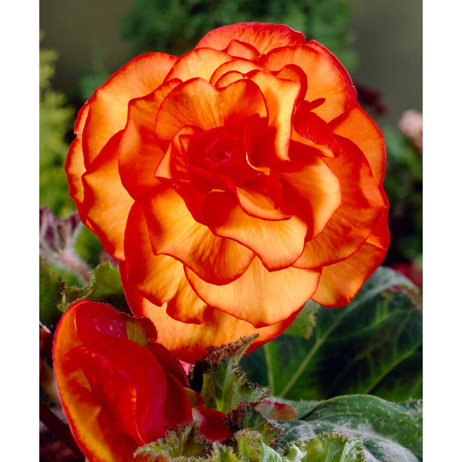 Begonia Picotee Yellow/Red 3-pakning