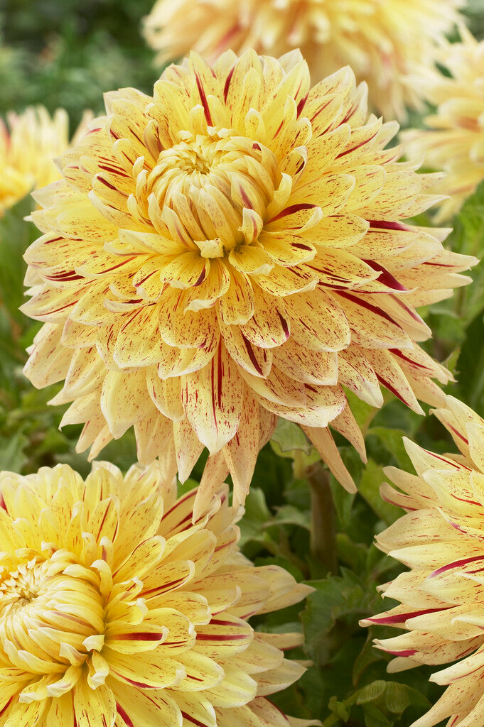 Dahlia Dekorativ Cambridge 1-pack