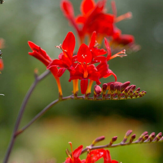 Montbretia-Crocosmia Lucifer 10 -pakke