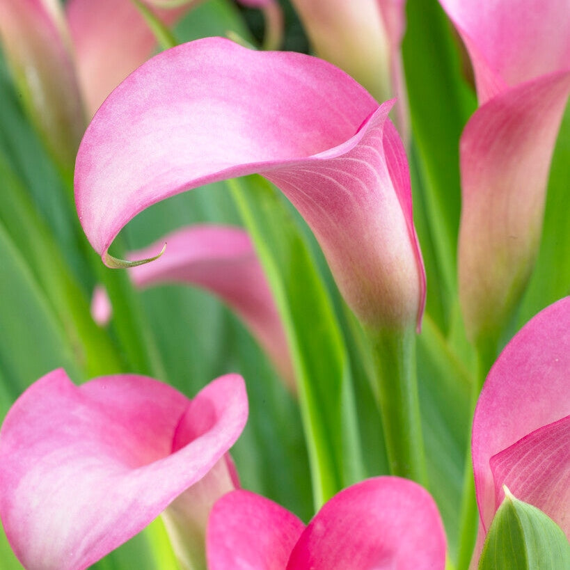 Zantedeschia Rehmanii 1-pakke