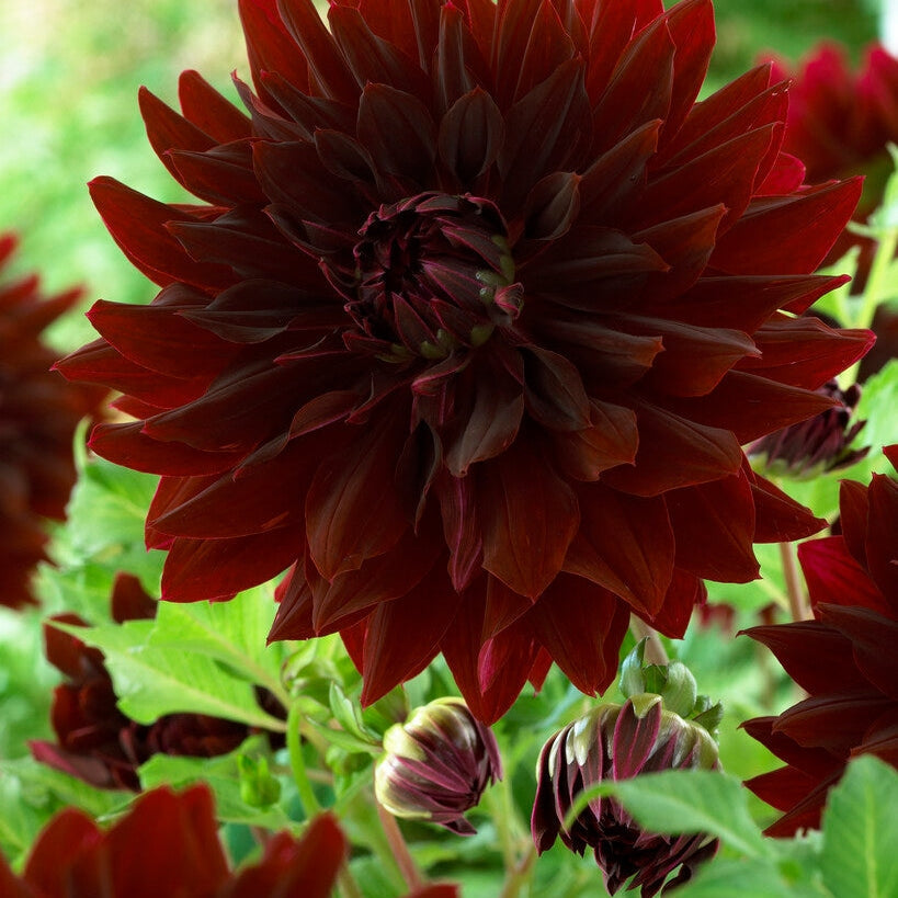 Dahlia Dekorativ Rip City 1-pakning