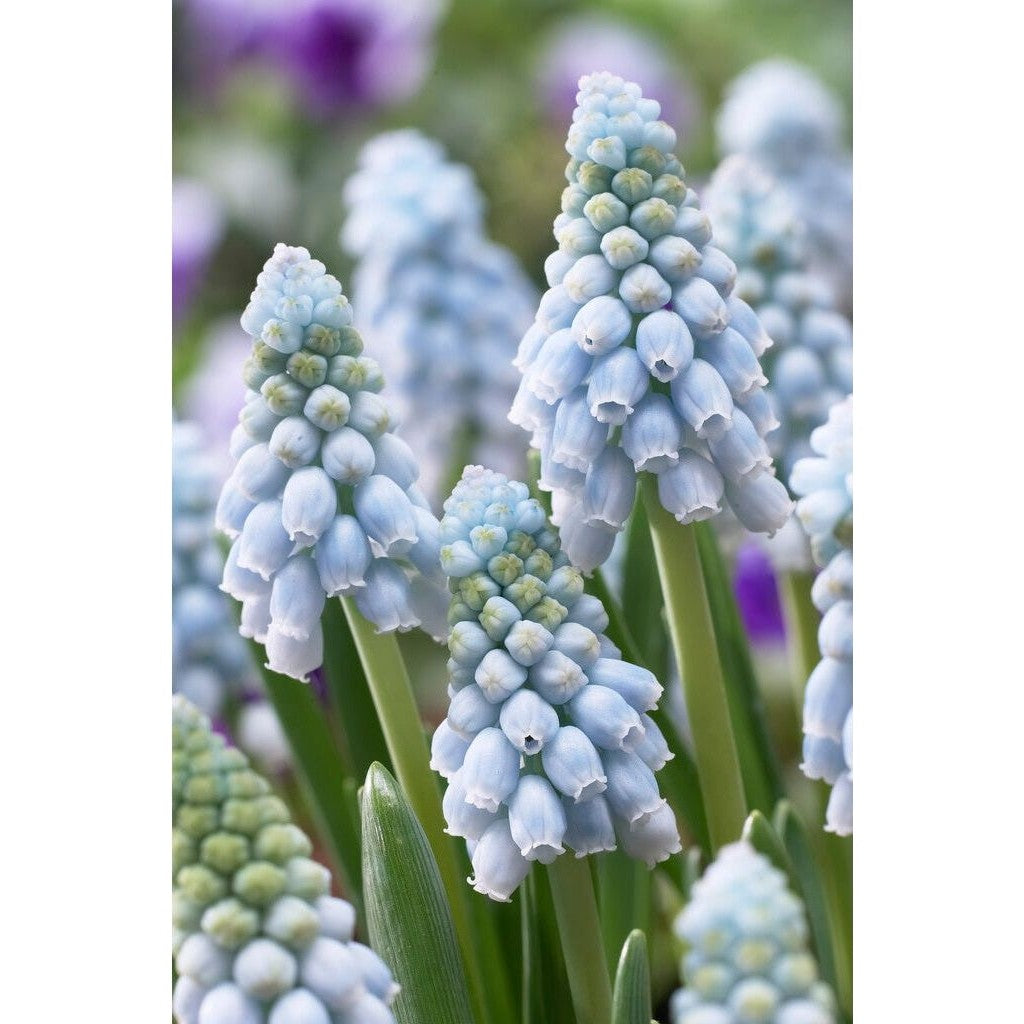 Armensk perlehyasint - Muscari armeniacum 'Valerie Finnis' 20-pakning