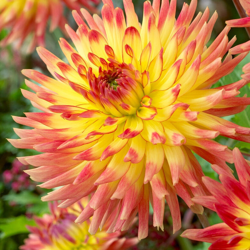 Dahlia Dekorativ Summer Breeze 1-pakning