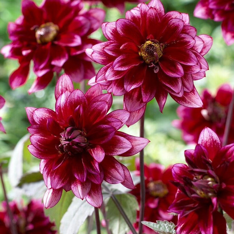 Dahlia Border Darkarin 1-pakning