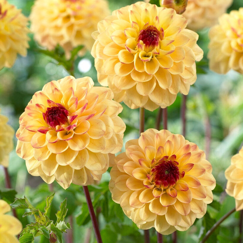 Dahlia Pompon Yellow Jill 1-pakke