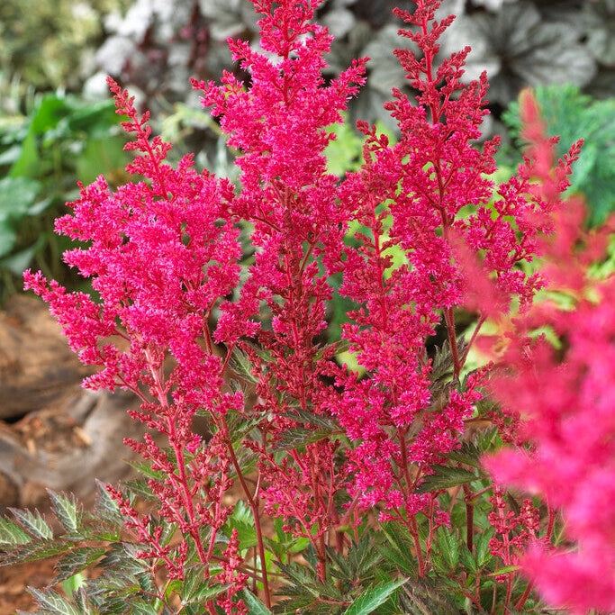 Astilbe Pink 1-pakke