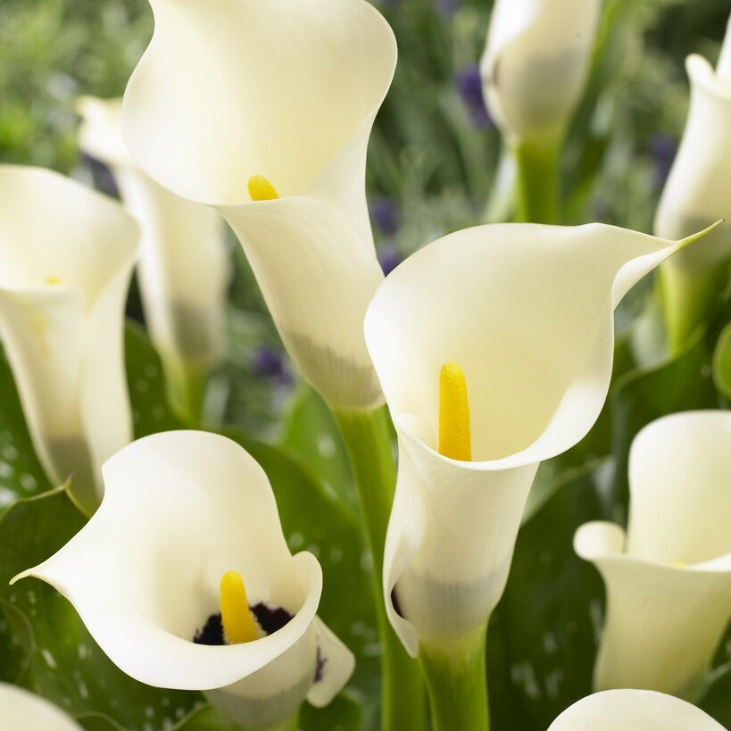 Zantedeschia Black Eyed Beauty 1-pakning
