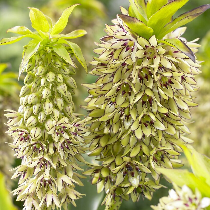 Tofslilje flekket - Eucomis Bicolor 1-pakning