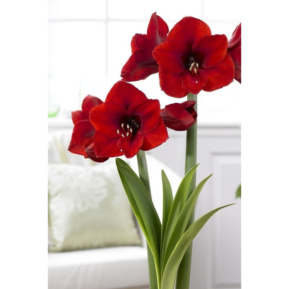 Amaryllis-Hippeastrum 'Red Lion' 1-pakning
