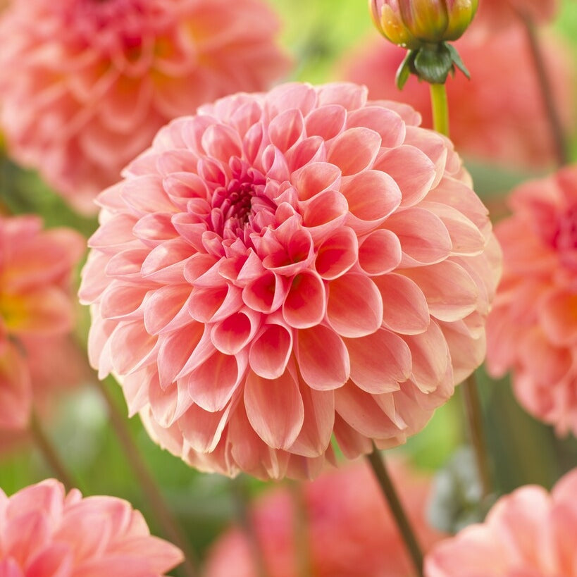 Dahlia Boll Sebastian 1-pakning