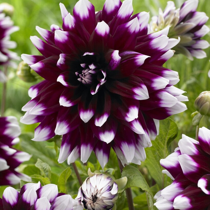 Dahlia Dekorativ Mystery Day 1-pakning
