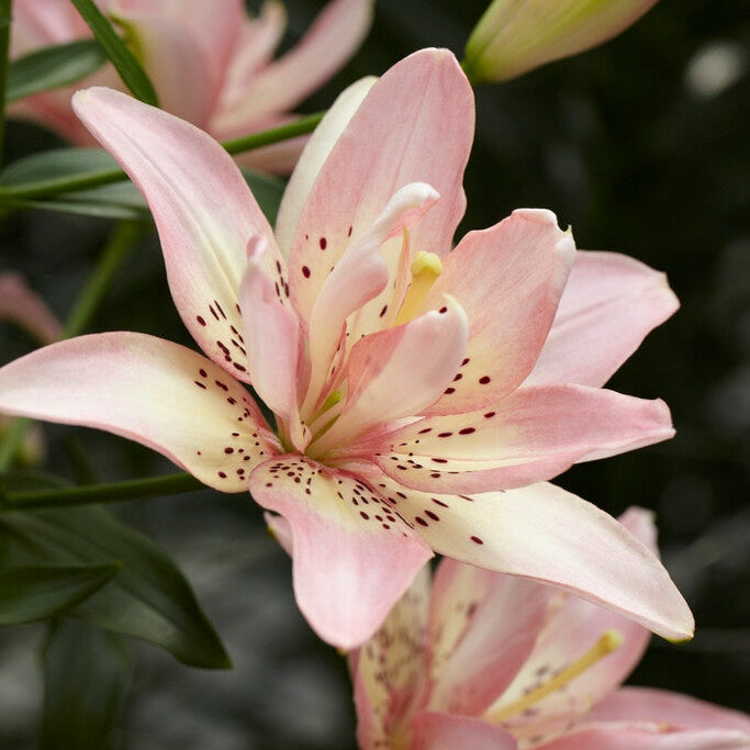 Asiatlilje-Lilium Elodie 2-pakning