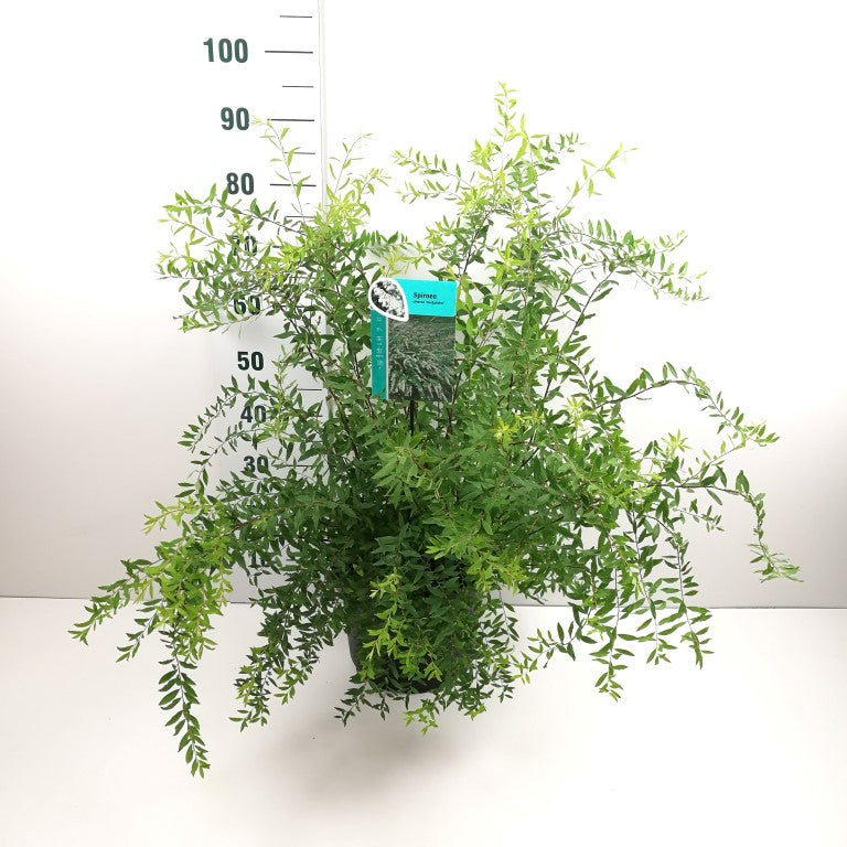 Norsk spirea - Spiraea Cinerea Grefsheim, 40-60 cm - Barrot - 25 Pack - Fri frakt