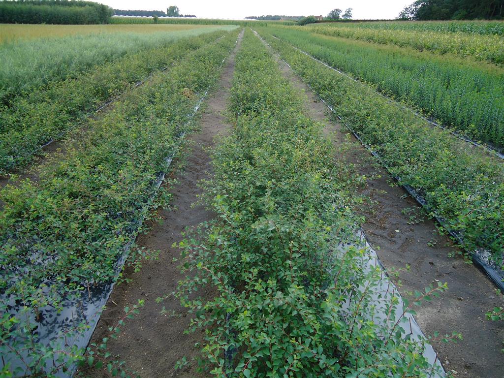 Bukett spirea - Spiraea Vanhouttei, 60-80 cm - Barrot - 25 Pack - Fri frakt
