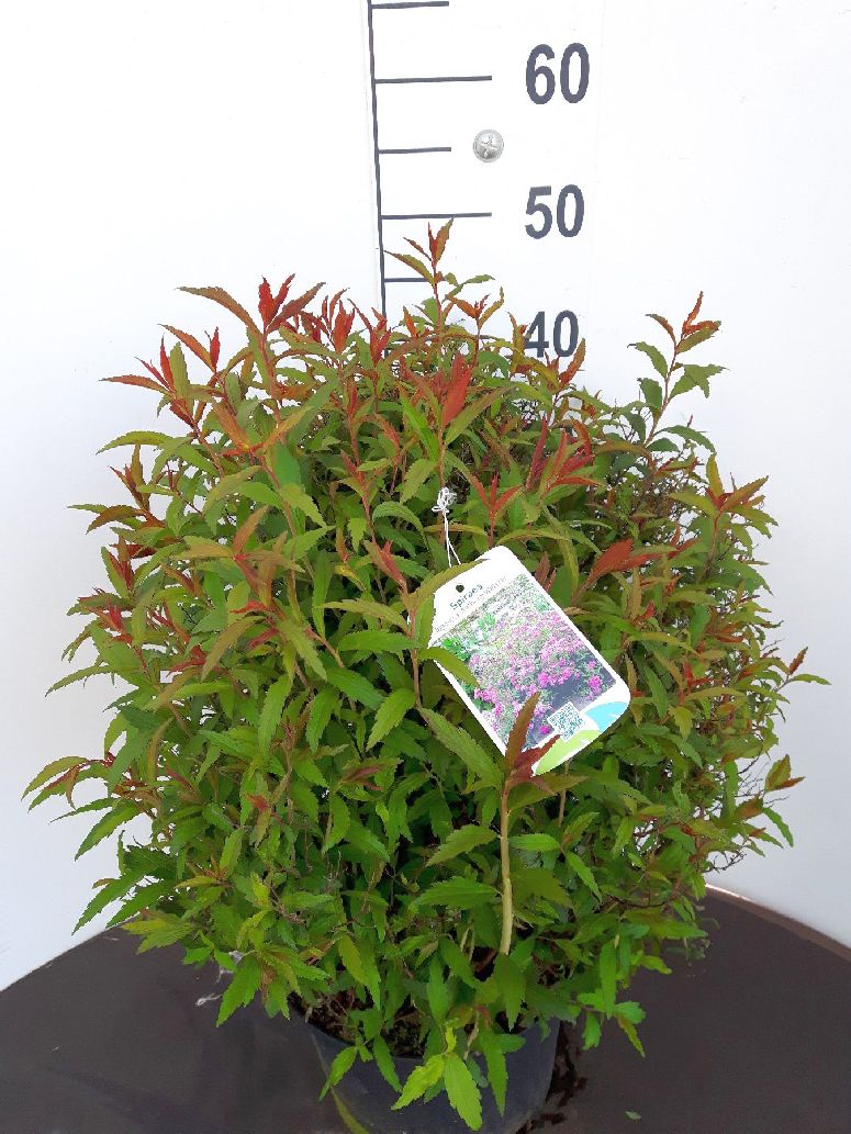 Rose spirea - Spiraea jap. Anthony Waterer, 15-30 cm - Barrot - 25 Pack - Fri frakt