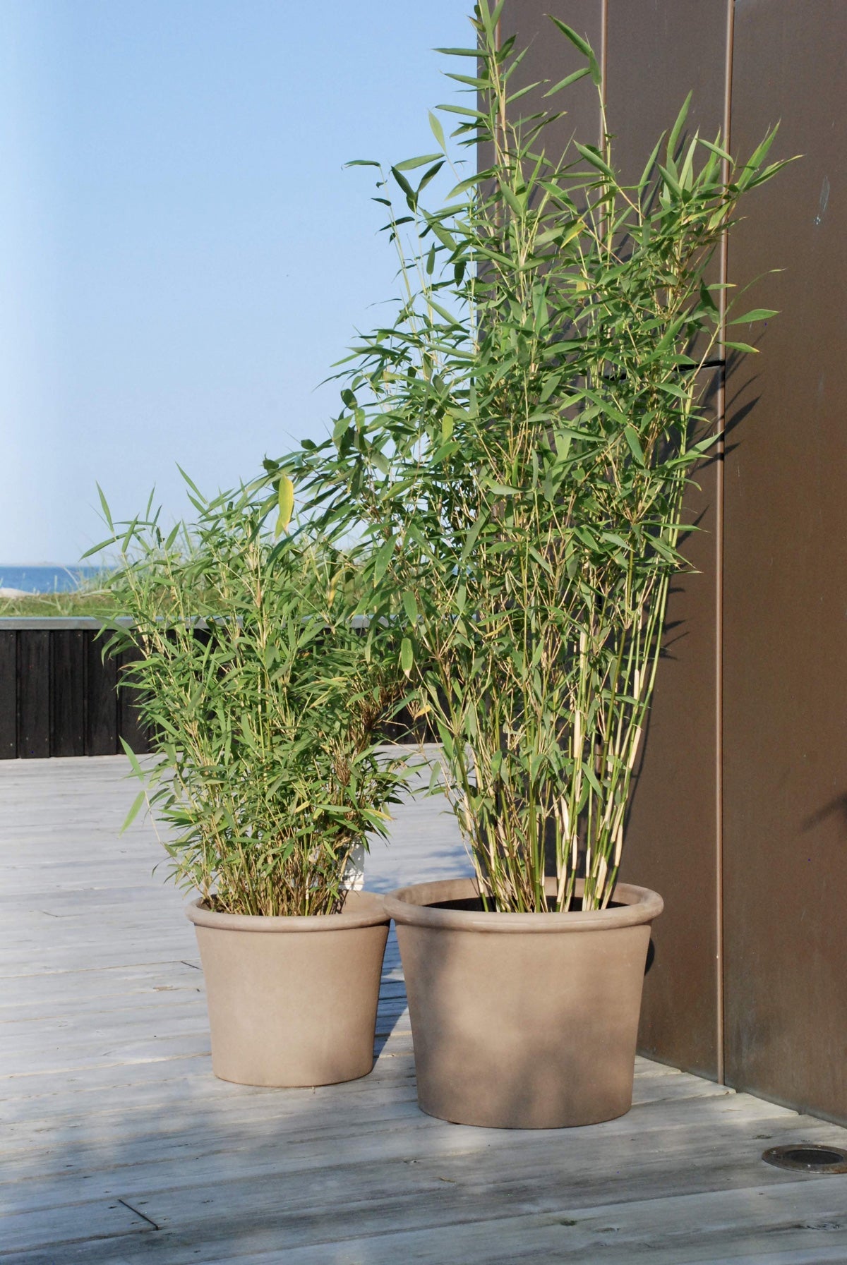 Fjellbambus - Fargesia Simba, Pottedyrket