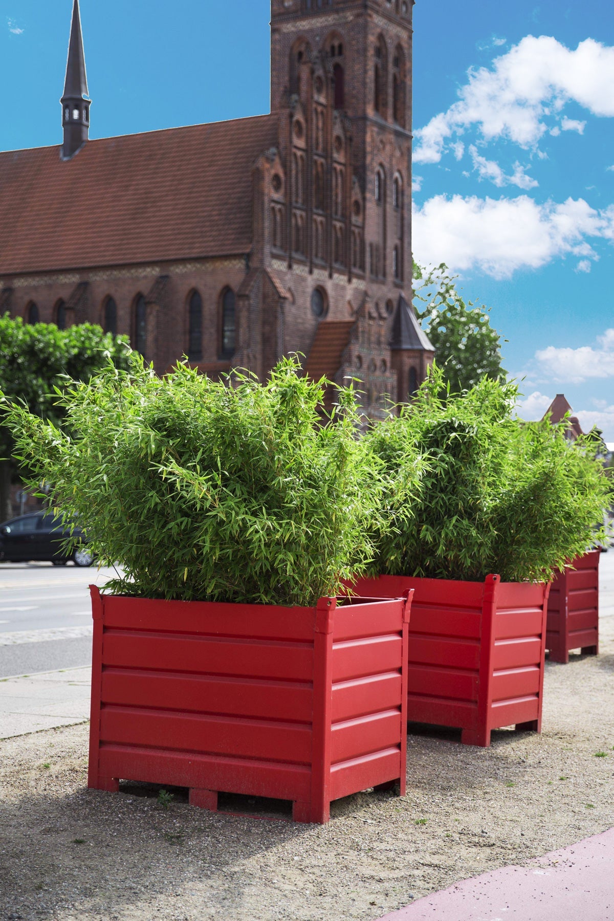 Fjellbambus - Fargesia Tiny, Pottedyrket