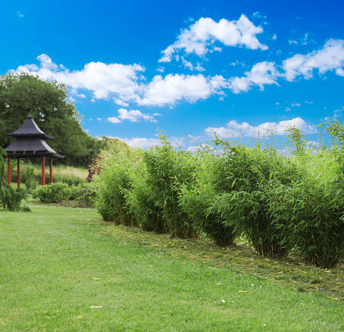 Bergsbambu - Fargesia Dino, krukväxt