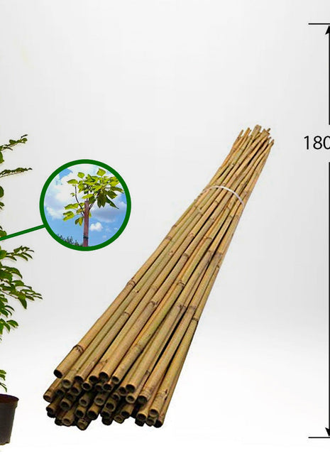 Bambuspinne for støtte - 180cm 6/12mm