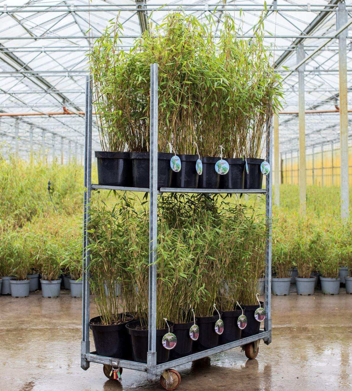 Fjellbambus - Fargesia Jumbo, Pottedyrket