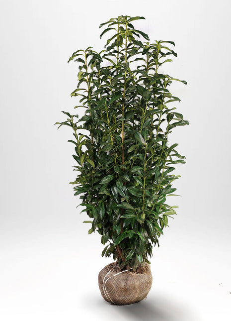 Laurbær Genolia RB - Prunus laurocerasus - Rotkule