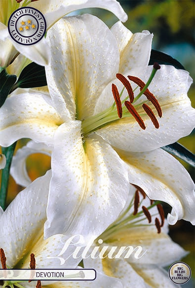 Orientalisk lilja-Lilium 'Devotion'  2 pakke
