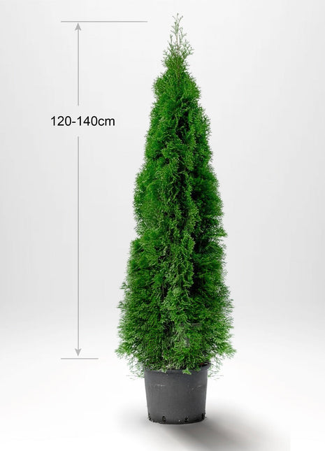 Thuja Smaragd 120-140 cm, Pottedyrket 5L, Kvalitet: Landscape Quality