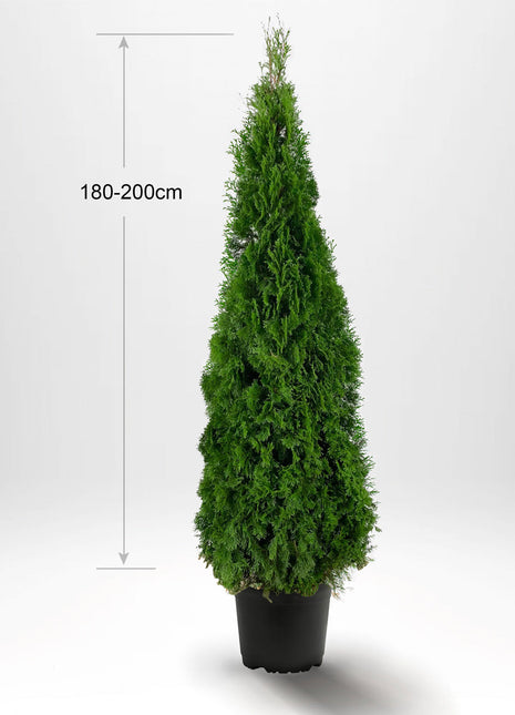 Thuja Smaragd 180-200 cm, Pottedyrket 12-20L, Kvalitet: Landscape Quality XXL