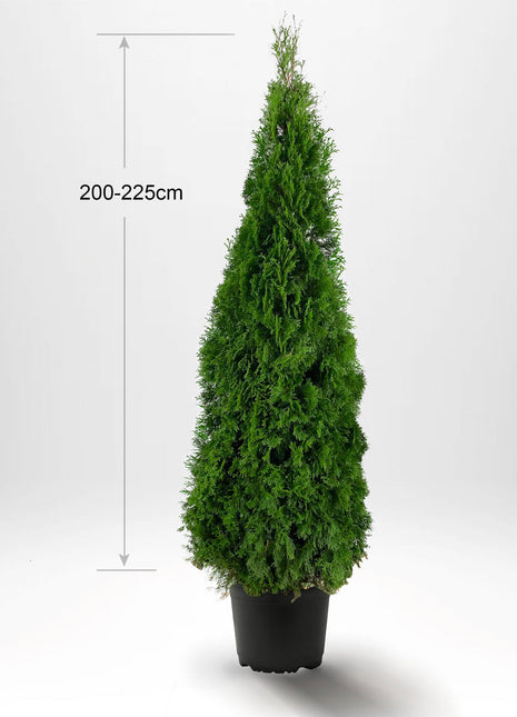 Thuja Smaragd 200-225 cm, Pottedyrket 35L, Kvalitet: Landscape Quality XXL