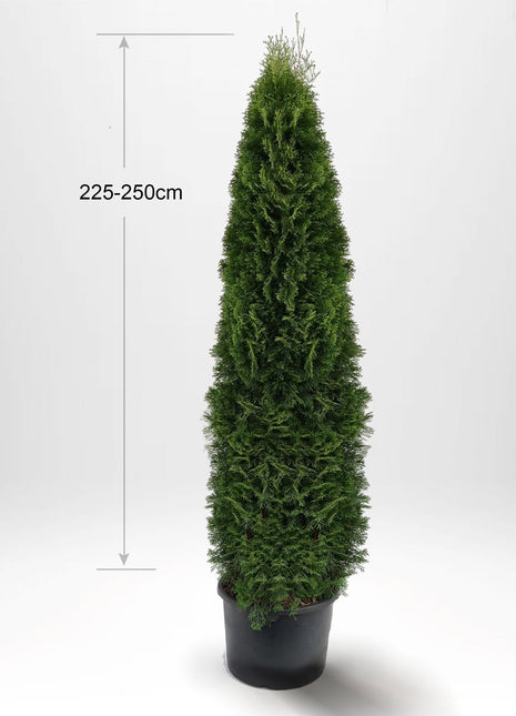 Thuja Smaragd 225-250 cm, Pottedyrket 50L, Kvalite: Landscape Quality XXL