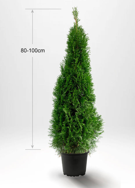 Thuja Smaragd 80-100 cm, Pottedyrket 3L, Kvalitet: Landscape Quality