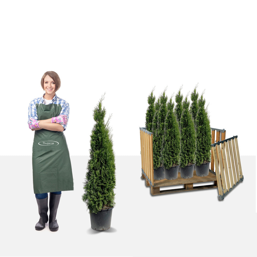 Stort paket - 34 st Tuja Smaragd 130+ cm - Fri frakt